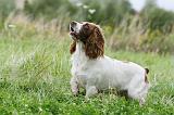 SPRINGER SPANIEL 086